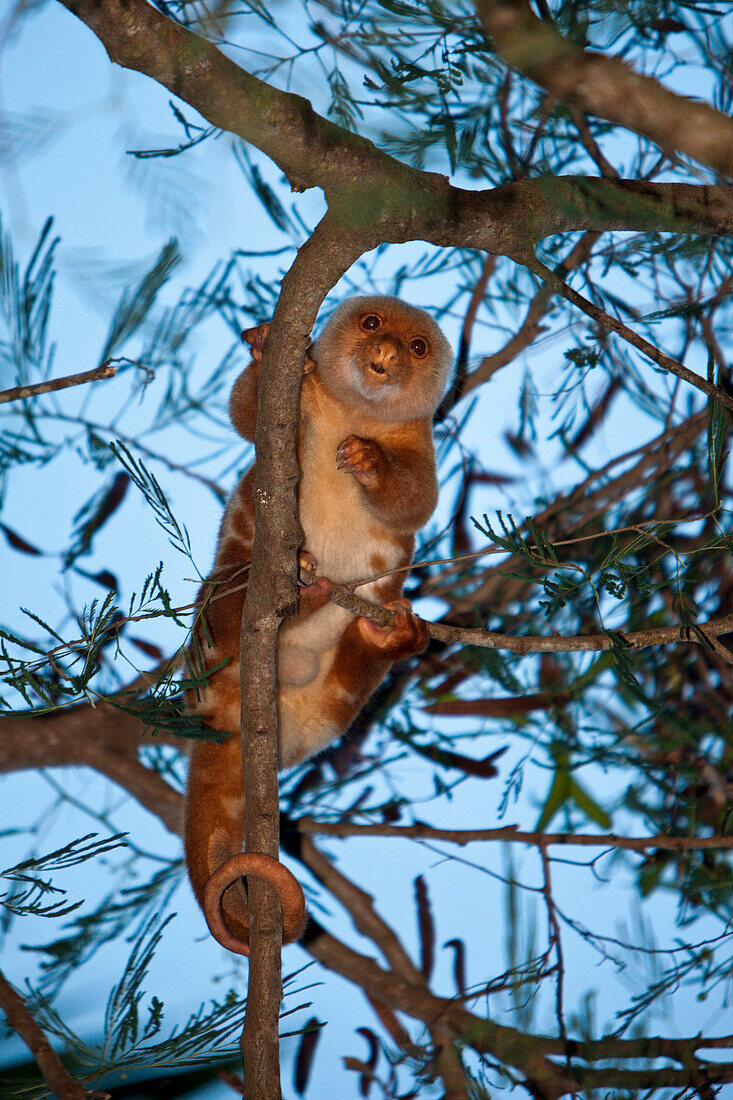 Common Spotted Cuscus in Tree, Spilocuscus maculatus, Cenderawasih Bay, West Papua, Indonesia