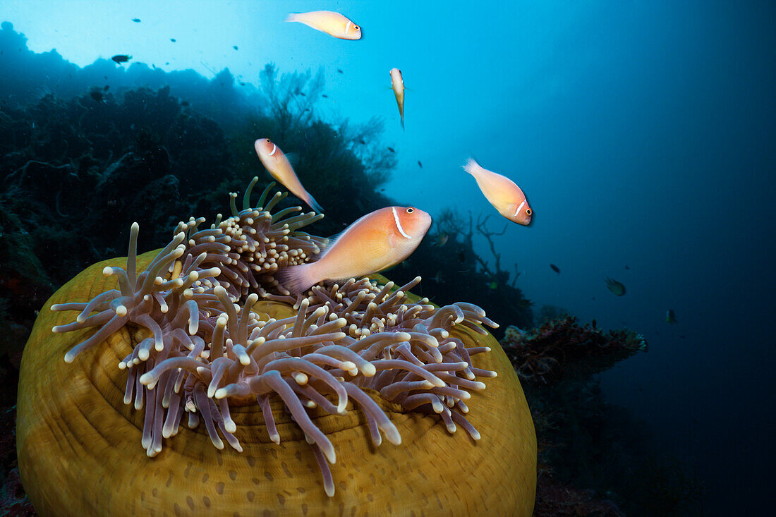 Halsband Anemonenfisch in Prachtanemone, Amphiprion perideraion, Heteractis magnifica, Cenderawasih Bucht, West Papua, Papua Neuguinea, Neuguinea, Ozeanien