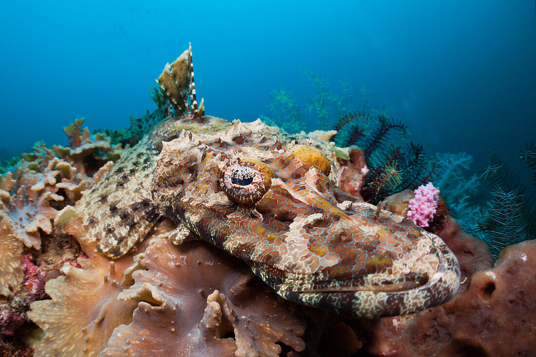 Braunwangen Krokodilfisch, Cymbacephalus beauforti, Cenderawasih Bucht, West Papua, Papua Neuguinea, Neuguinea, Ozeanien