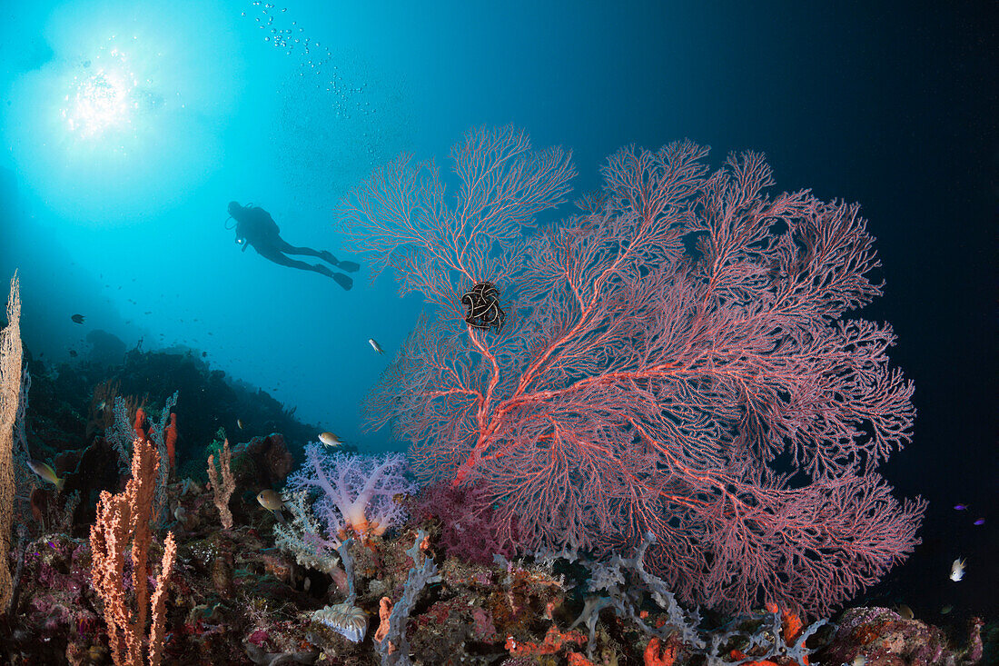 Taucher und Gorgonie, Melithaea sp, Cenderawasih Bucht, West Papua, Papua Neuguinea, Neuguinea, Ozeanien