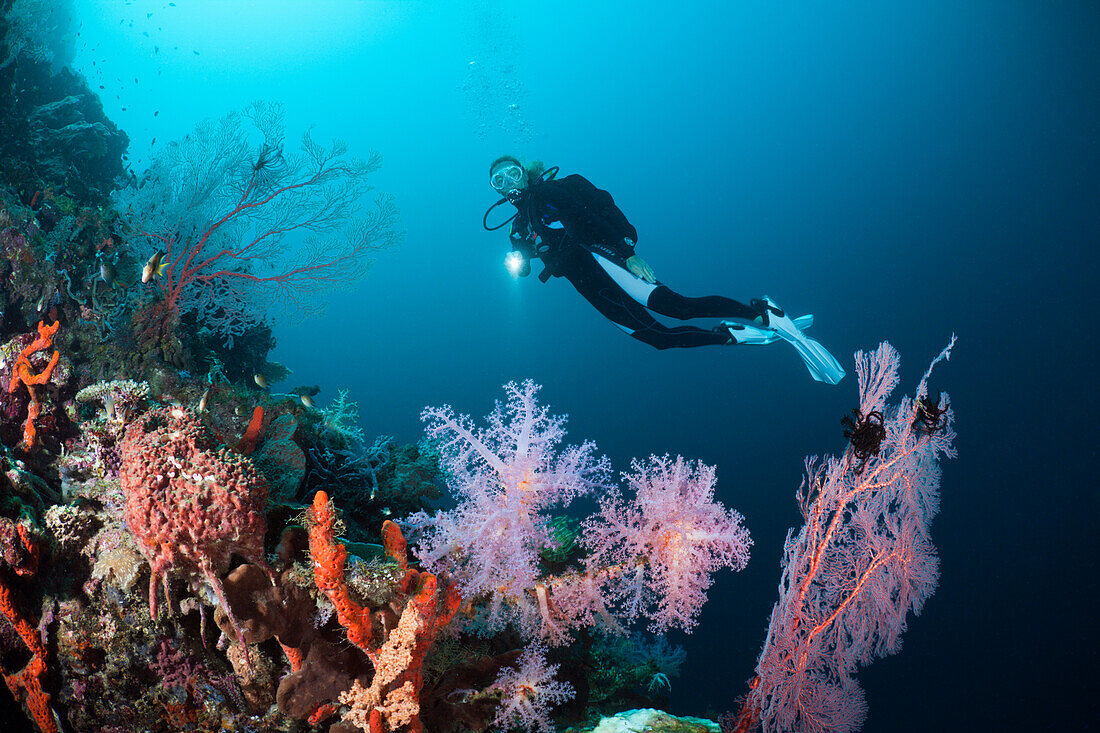 Scuba Diver over Coral Reef, Cenderawasih Bay, West Papua, Papua New Guinea, New Guinea, Oceania