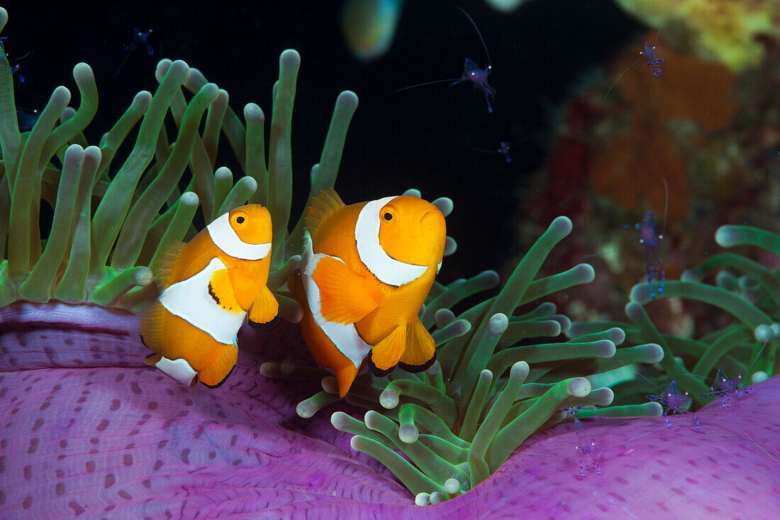 Orange Ringel Anemonenfische in Prachtanemone, Amphiprion ocellaris, Heteractis magnifica, Cenderawasih Bucht, West Papua, Papua Neuguinea, Neuguinea, Ozeanien