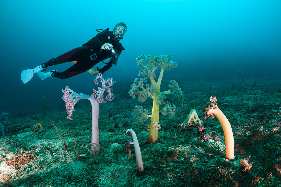 Soft Corals and Scuba Diver, Umbellulifera sp, Cenderawasih Bay, West Papua, Papua New Guinea, New Guinea, Oceania