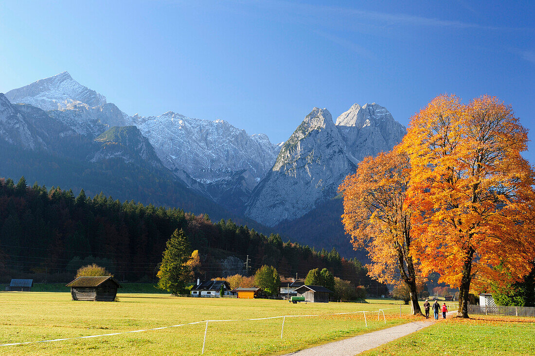 Personen wandern auf Weg mit herbstlichen Buchen, Wettersteinkamm mit Alpspitze, Zugspitze und Waxensteine im Hintergrund, Garmisch-Partenkirchen, Wettersteingebirge, Oberbayern, Bayern, Deutschland, Europa