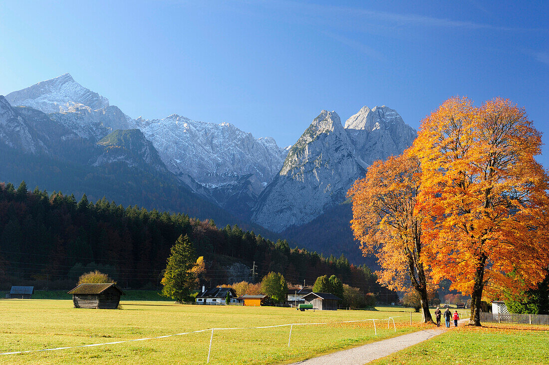 Persons walking on track with beech trees in autumn colours, Wetterstein range with Alpspitze, Zugspitze and Waxensteine in background, Garmisch-Partenkirchen, Wetterstein range, Upper Bavaria, Bavaria, Germany, Europe