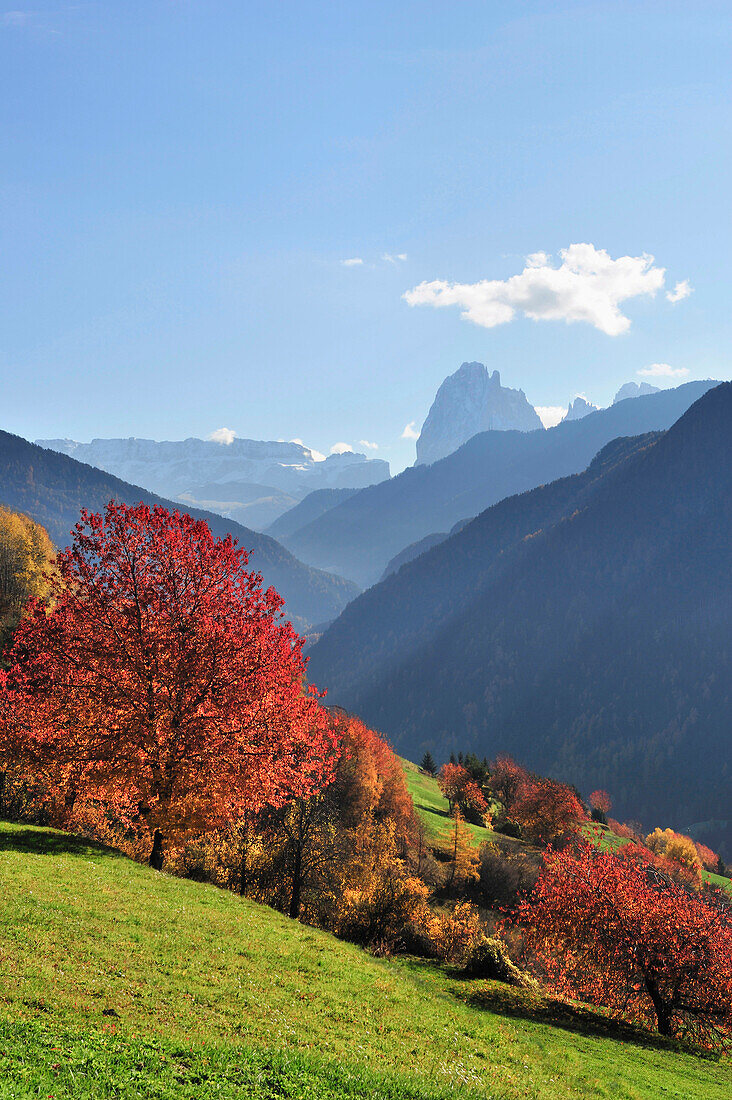 Herbstlich verfärbte Obstbäume mit Sella und Langkofel im Hintergrund, Grödnertal, Dolomiten, UNESCO Weltnaturerbe Dolomiten, Südtirol, Italien, Europa