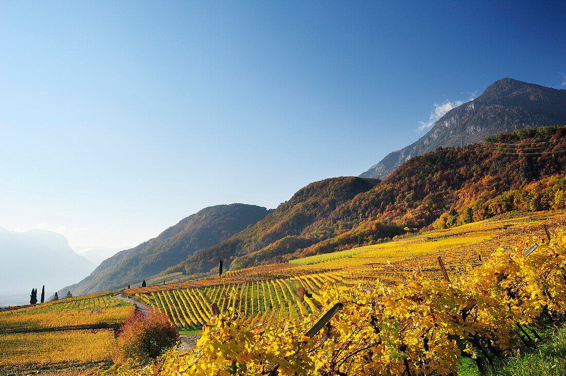 Vineyard in autumn colours above lake Kalterer See, lake Kalterer See, South Tyrol, Italy, Europe