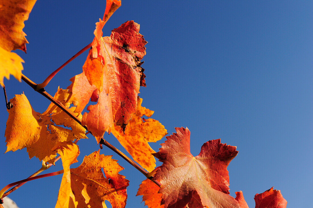 Herbstlich verfärbte Weinblätter vor blauem Himmel, Kalterer See, Südtirol, Italien, Europa