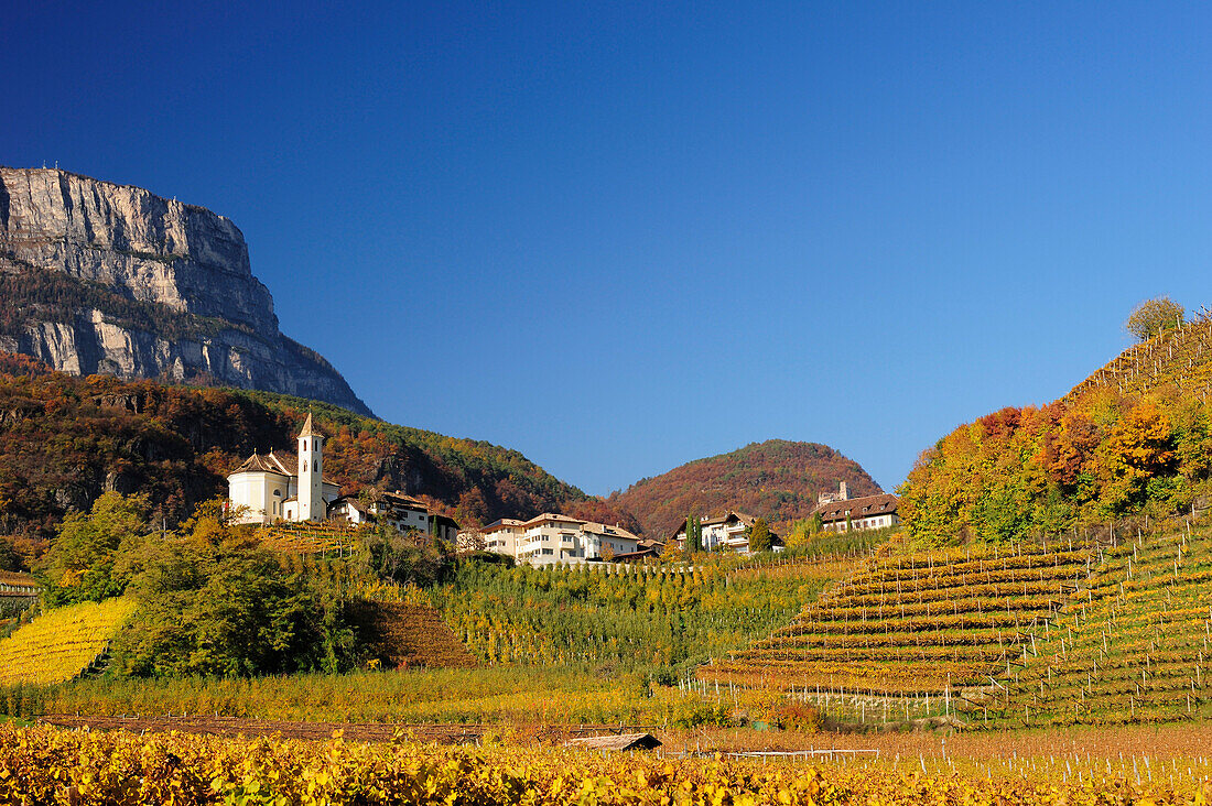 Vineyards in autumn colours with church and rockface in background, Eppan, South Tyrol, Italy, Europe