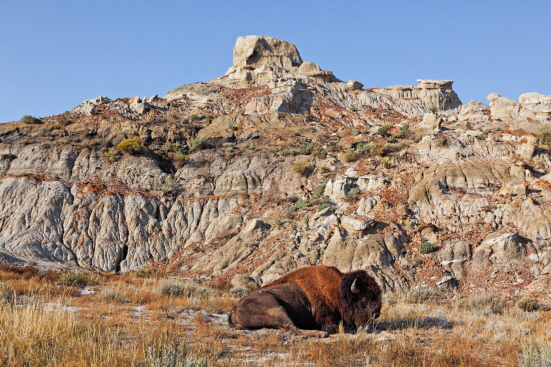 Bison, Theodore Roosevelt National Park, Medora, North Dakota, Medora, North Dakota, USA