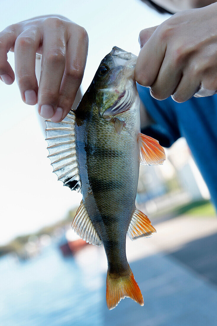 Perch, Tiefer See on the river Havel, Potsdam, Brandenburg, Germany