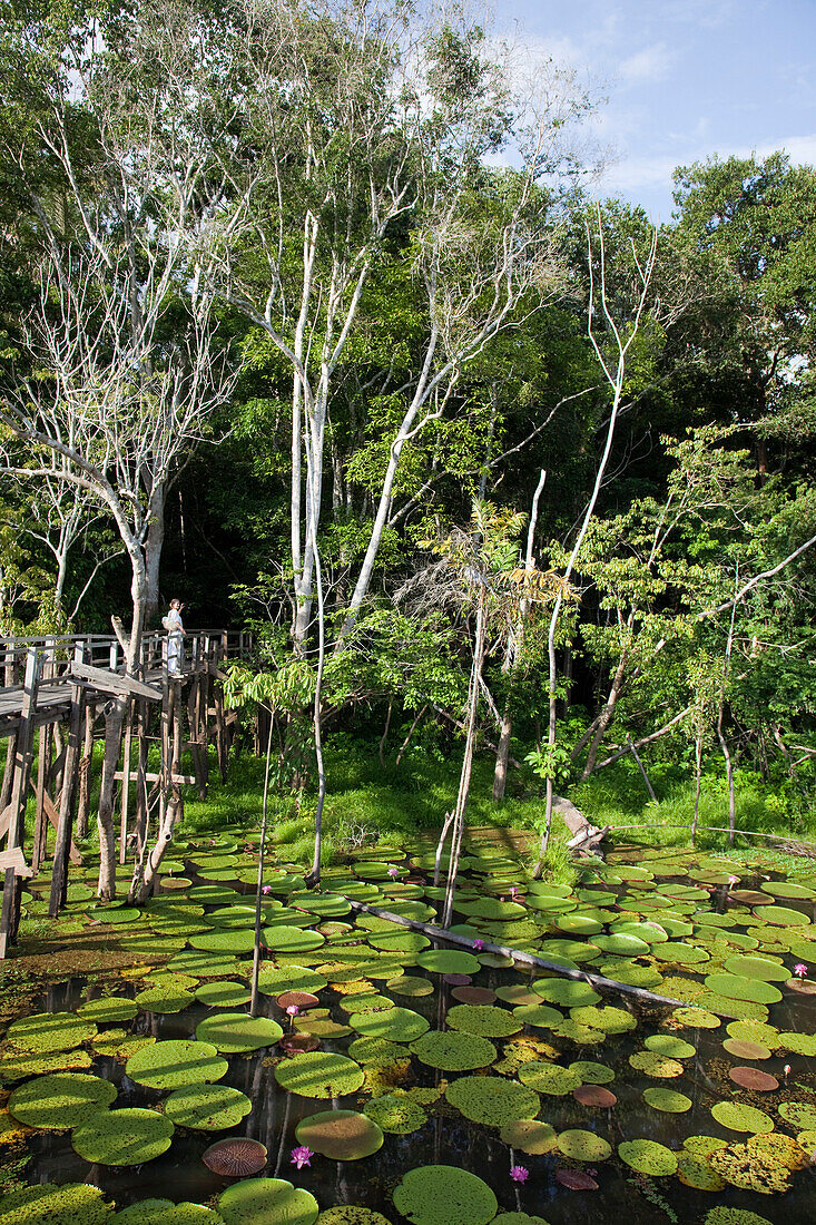 Victoria amazonica Seerosen am Lago Vitoria Regia nahe einem Seitenarm vom Fluss Amazonas, nahe Manaus, Amazonas, Brasilien, Südamerika