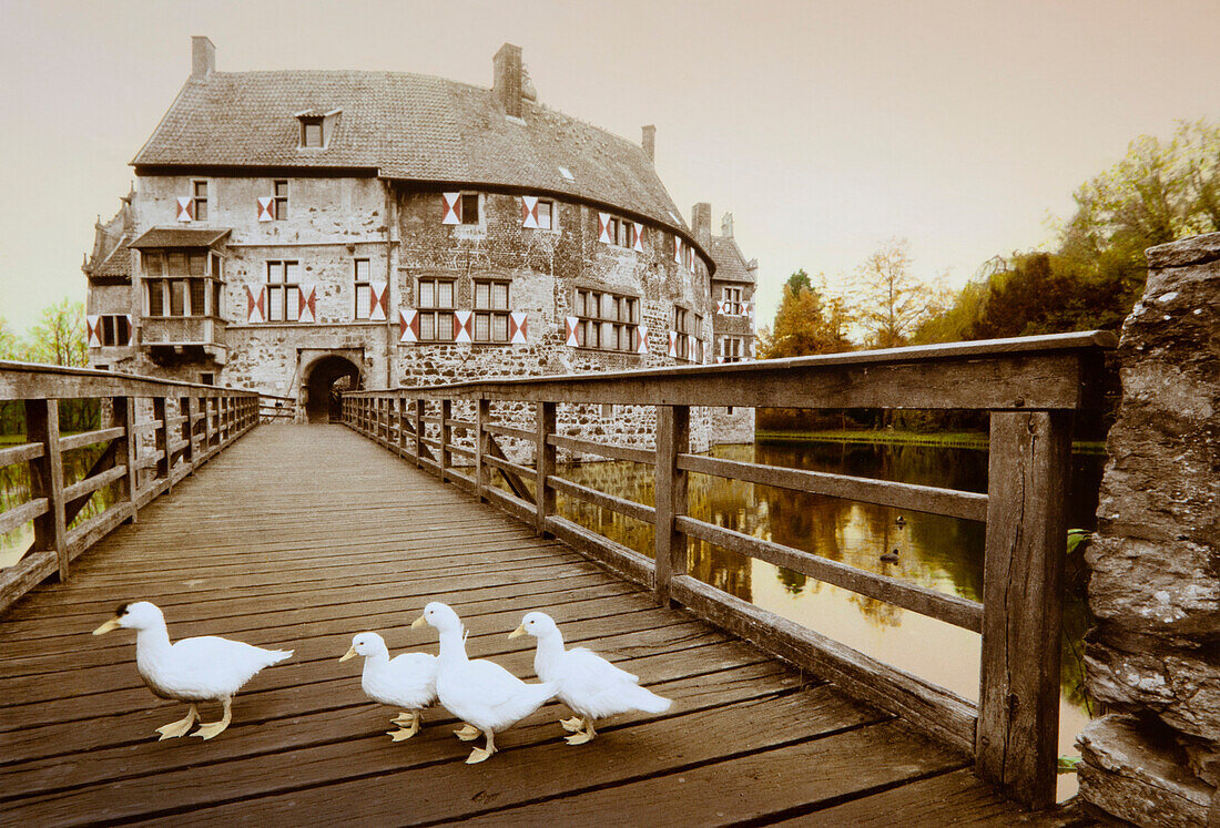 Gänse auf der Brücke vor Wasserschloss Burg Vischering, Lüdinghausen, Münsterland, Nordrhein-Westfalen, Deutschland, Europa