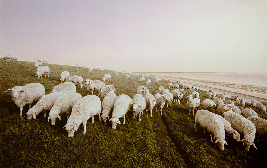 Schafe auf dem Deich, Ostfriesisches Wattenmeer, Ostfriesland, Nordsee, Niedersachsen, Deutschland, Europa