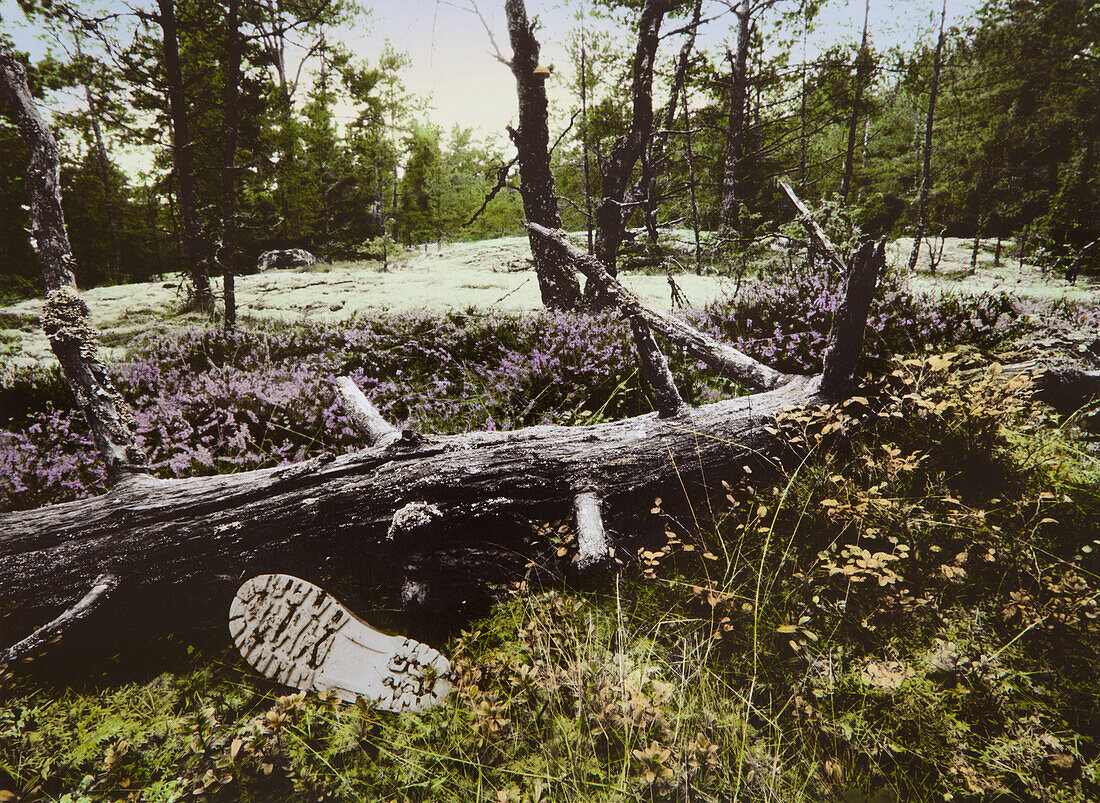 Schuh unter einem Baumstamm im Wald in den Schären bei Stockkolm, Schweden, Europa