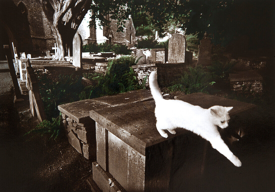 White cat on a tombstone, Devon, Southern England, Great Britain, Europe
