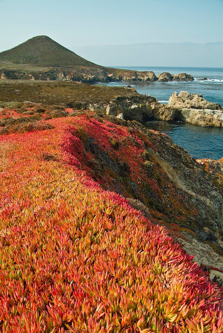 Coastal flowers and scenics along Route 1 south of San Francisco.