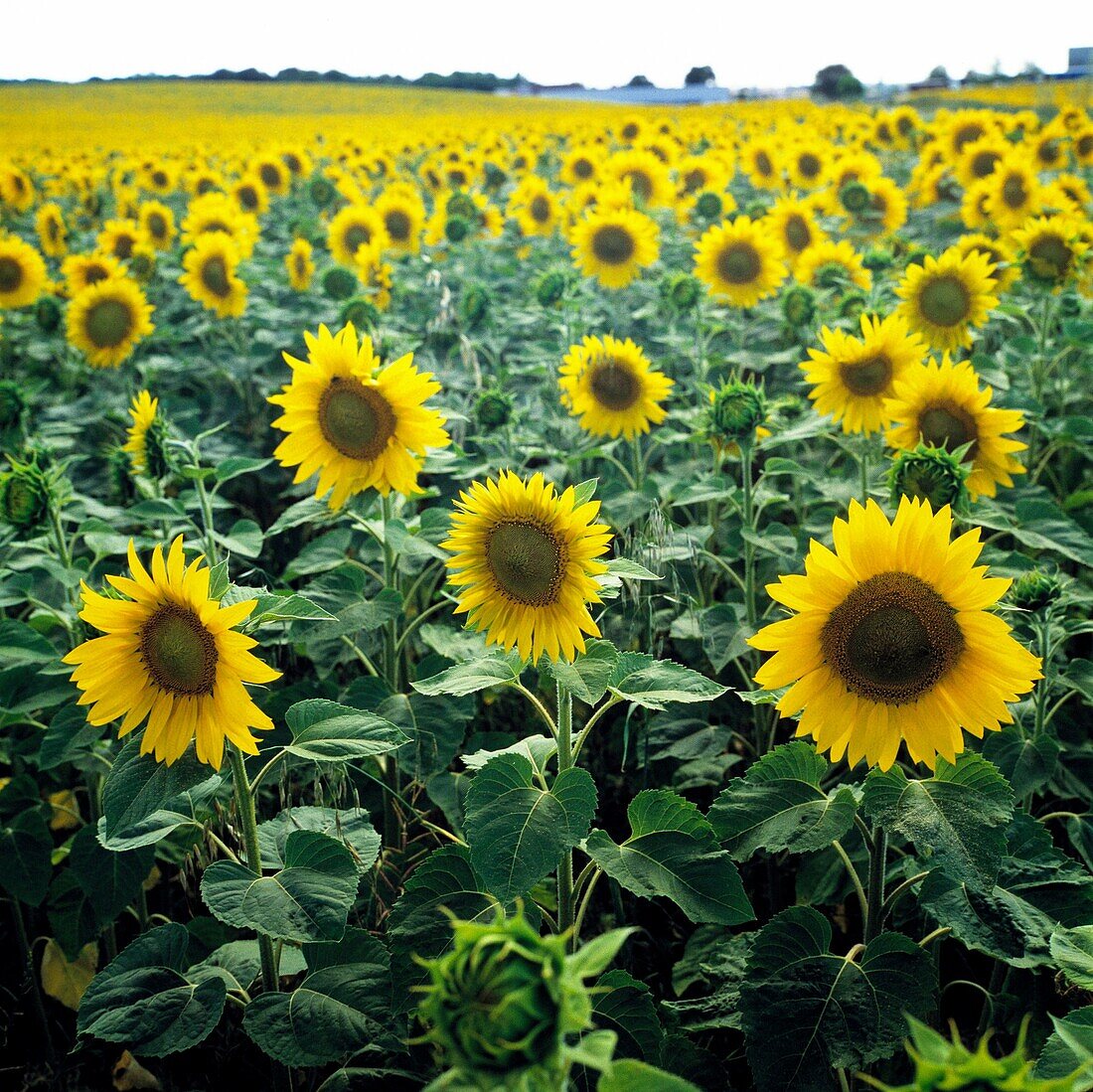 Landwirtschaft, Ackerbau, Pflanzen, Sonnenblume, Sonnenblumenfeld, Frankreich, Loire-Tal, Loiretal, Tal der Loire, agriculture, cultivation, plants, sunflower, sunflower field, France, Loire valley *** Local Caption *** agriculture, cultivation, plants, s