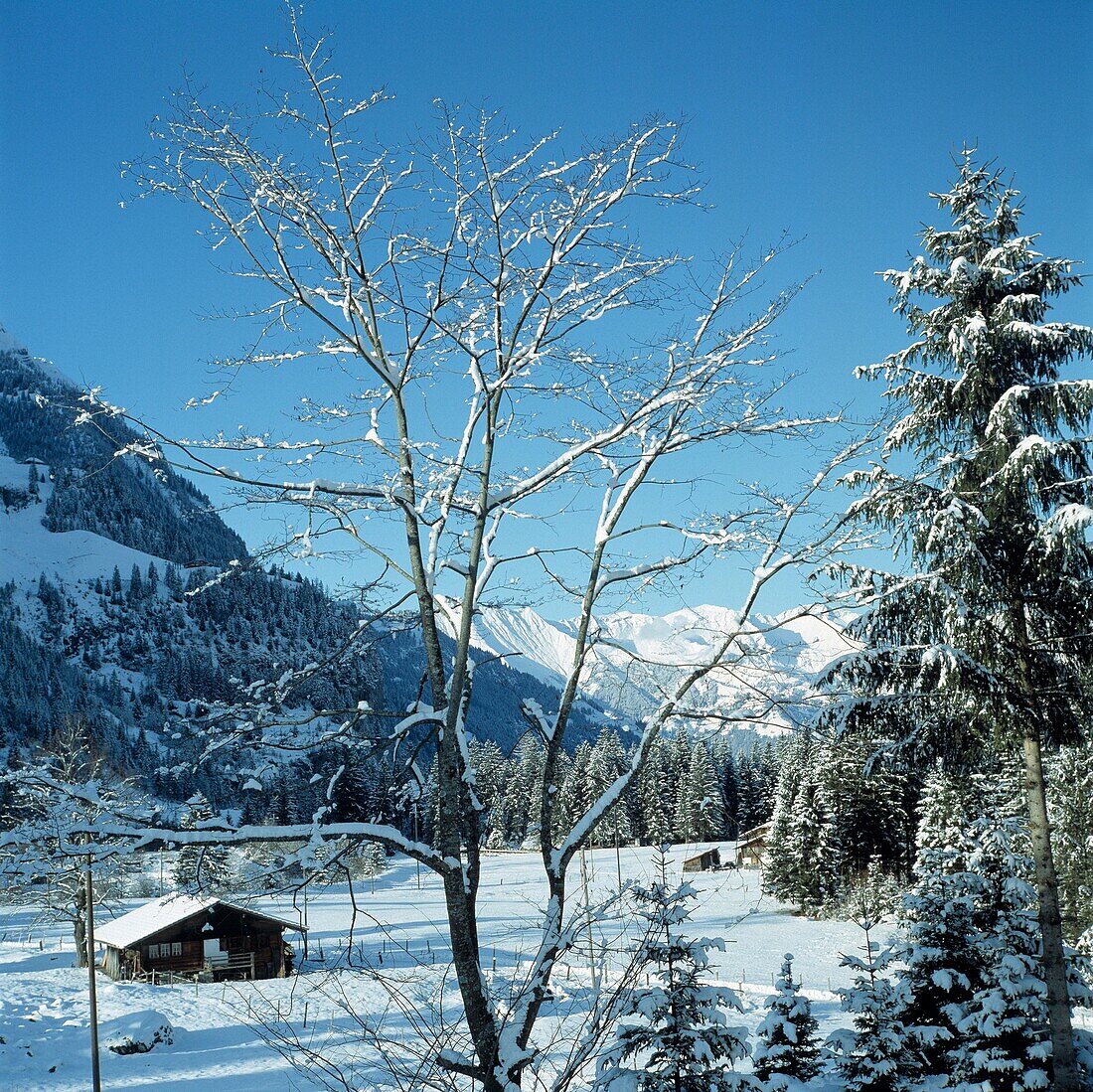 CH-Kandersteg, Verwaltungskreis Frutigen-Niedersimmental, Kanton Bern, Schweiz, Kandertal, Winterlandschaft, Schneelandschaft, Gebirge, Gletscher, Talkessel, Laubbaum, kahler Baum, Nadelbaeume, Bauernhaus, CH-Kandersteg, District Frutigen-Niedersimmental