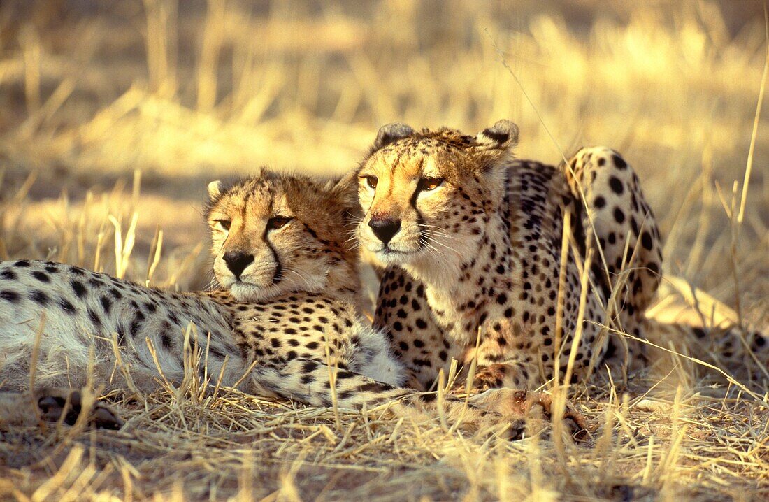 Cheetah Acinonyx juabtus - Female on the right and her subadult male cub, resting with full bellies after having fed  Kalahari Desert, Kgalagadi Transfrontier Park, South Africa