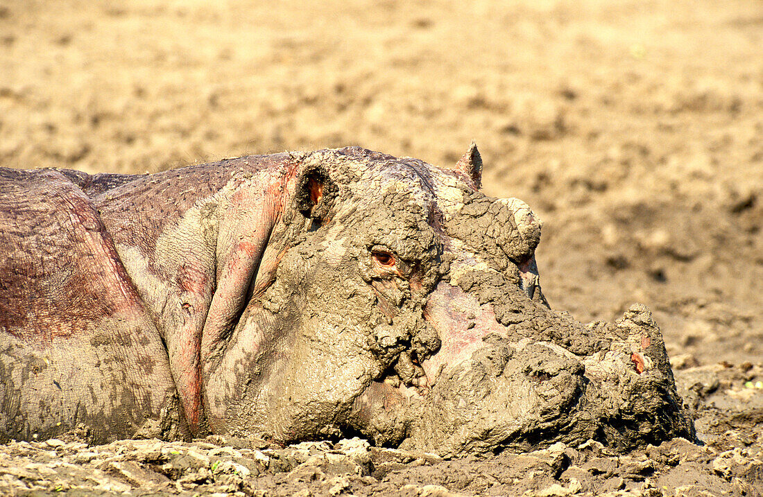 Hippopotamus Hippopotamus amphibius - Bull in a former waterhole which now - in September at the peak of the dry season - has dried up almost completely, giving the hippo a rather muddy appearance  South Luangwa National Park, Zambia