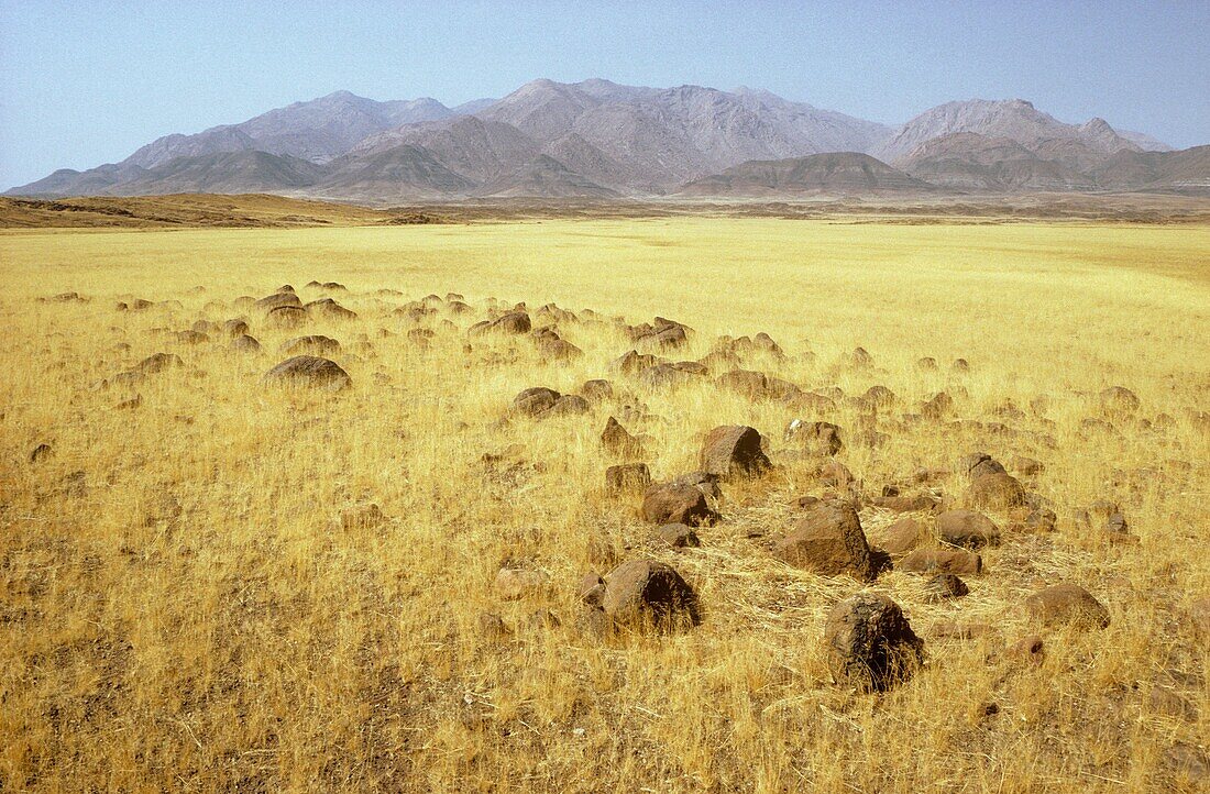 Namibia - Basaltic rocks, Bushman grass Stipagrostis sp  and the Brandberg massif in the Damaraland, with 2580 m the highest mountain in Namibia