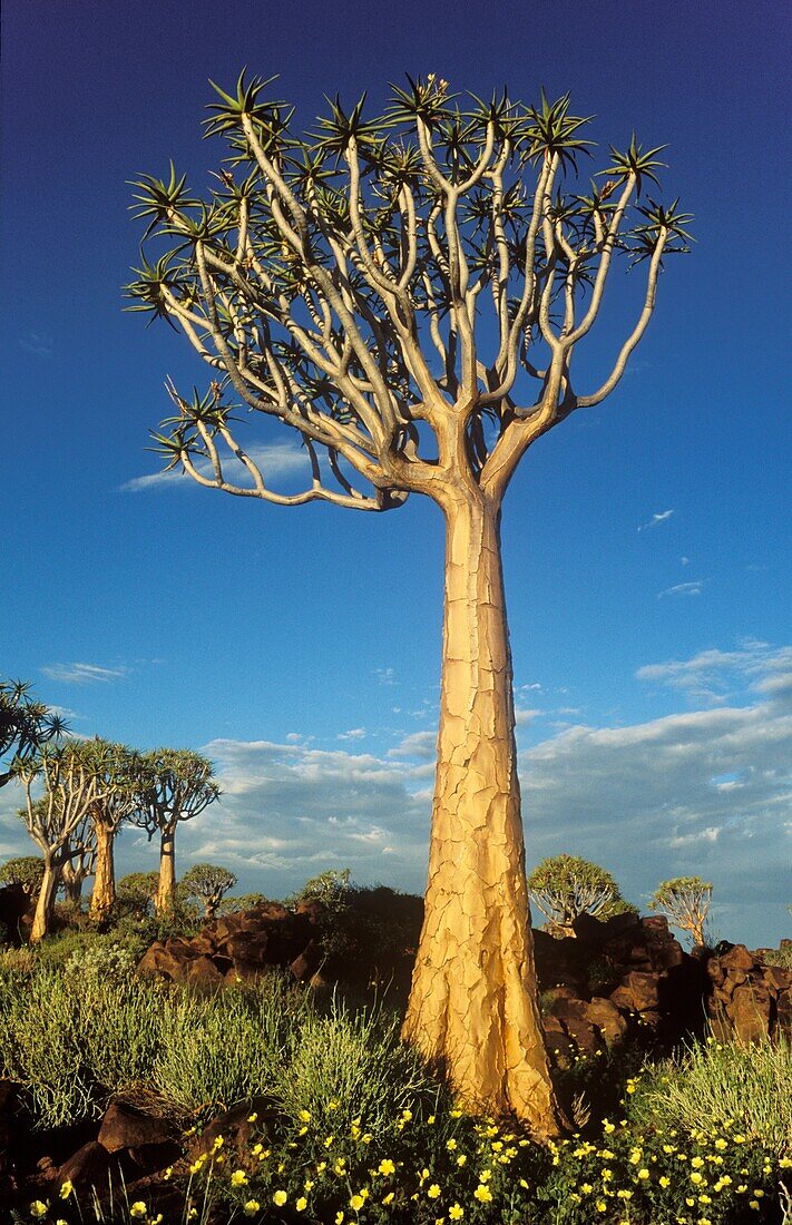 Quiver Tree Aloe dichotoma - During the rainy season with yellow Tribulus flowers  Formerly the hollowed out branches of these trees were used as quivers by the Bushmen  Quiver Tree forest near Keetmanshoop, Namibia