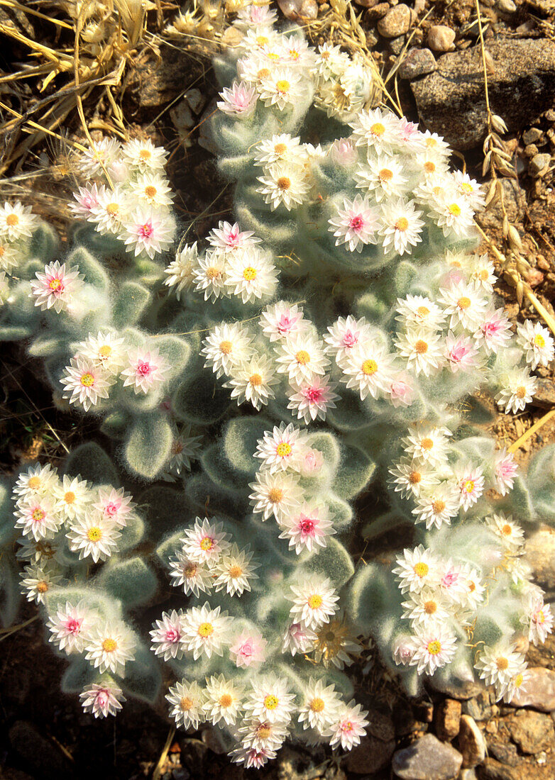 South-West Edelweiss Helichrysum roseo-niveum - Succulent plant, endemic to the arid regions neighbouring the Namib Desert between south Angola to central Namibia  Kaokoveld, Namibia