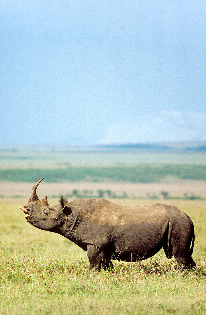 Black Rhinoceros Diceros bicornis - Also called Hook-lipped Rhinoceros  Bull does the ´flehmen´, the typical grimace of many male mammals when they capture the scent of a female  Masai Mara National Reserve, Kenya