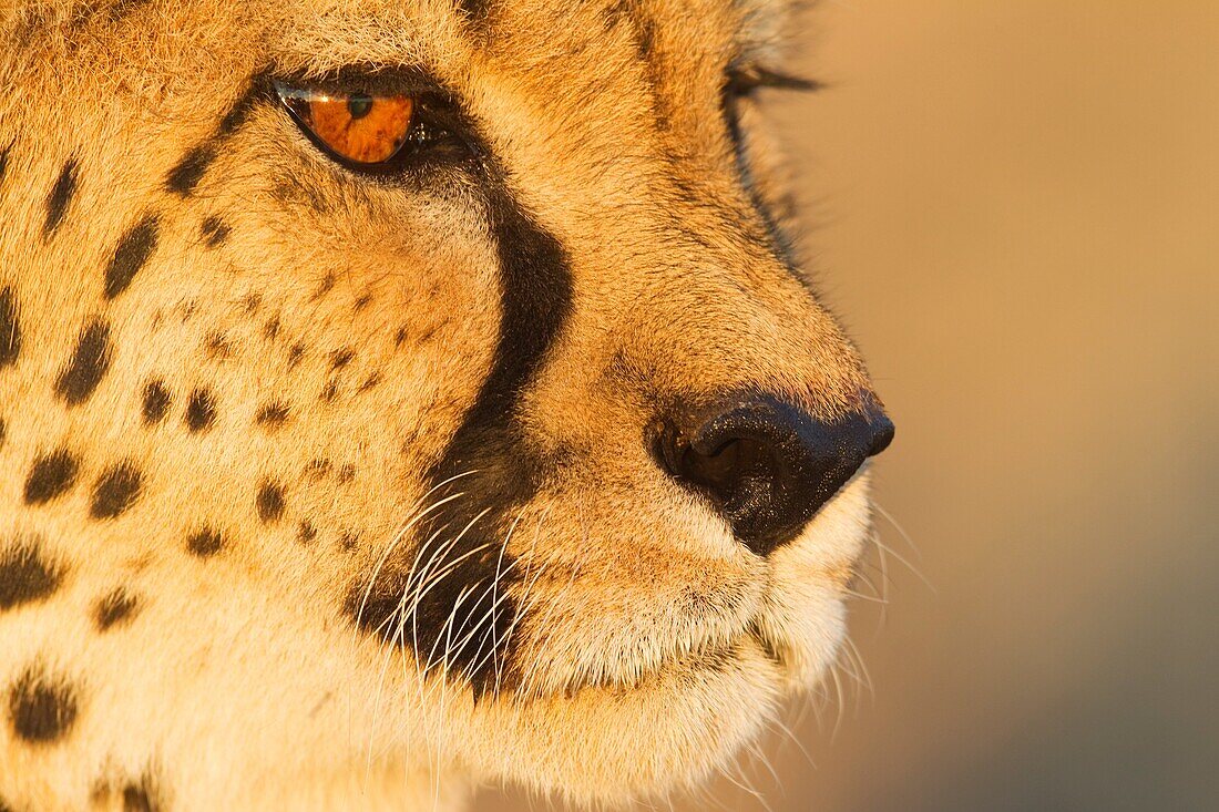 Cheetah Acinonyx jubatus - Close-up of a female  Photographed in captivity on a farm  Namibia