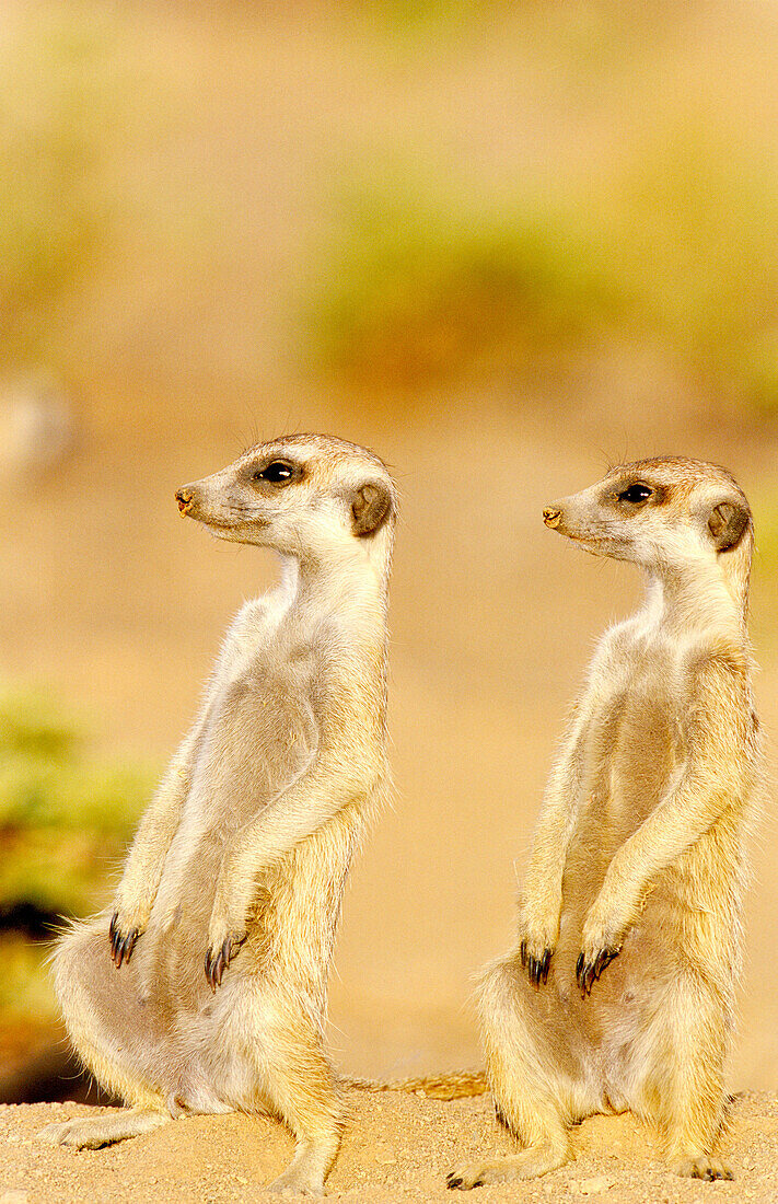 Suricate Suricata suricatta - Adult on the left with young on the lookout in the vicinity of their burrow  Kalahari Desert, Namibia