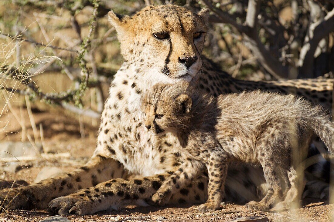 Cheetah Acinonyx jubatus - Female with 39 days old male cub  Photographed in captivity on a farm  Namibia