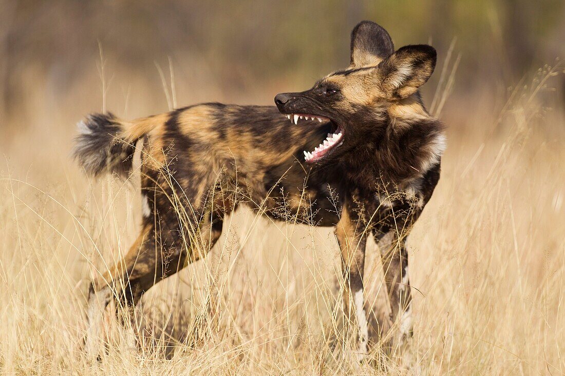 African Wild Dog Lycaon pictus - Yawning  Listed as endangered species  Photographed in captivity  Harnas Wildlife Foundation, Namibia