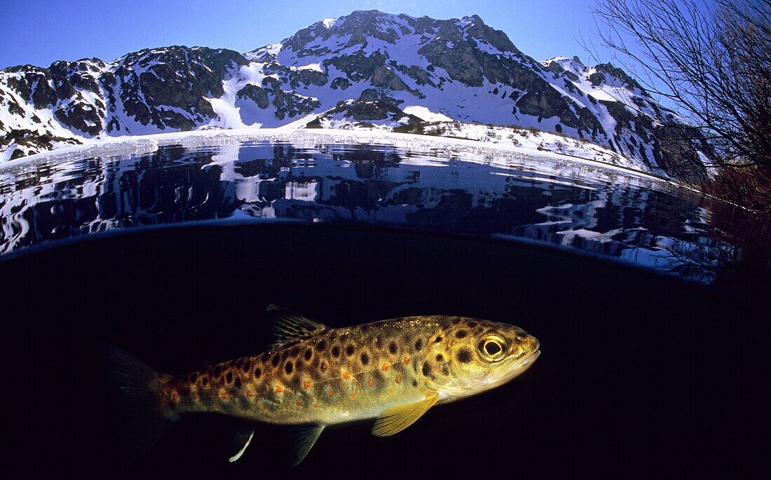 Brown trout, Brook trout, River trout Salmo trutta fario Lake Lago del Valle Lagos de Somiedo Asturias, Spain