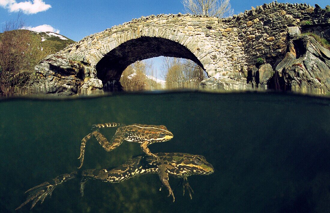 Perez´s frog, Frog, Common Frog, Green frog Rana perezi Rio Curuen~o, Valdelugueros, Leon, Spain