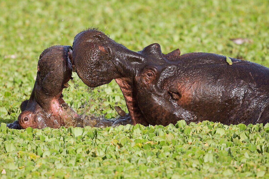 Hippopotamus males fighting in a lily covered pool Hippopotamus amphibius  Maasai Mara National Reserve, Kenya  Feb 2008