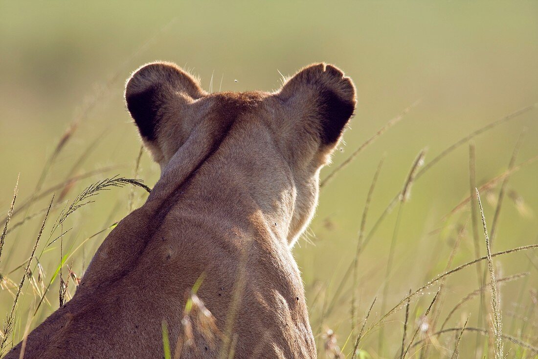 Lioness watching rear view Panthera leo  Maasai Mara National Reserve, Kenya  Mar 2008