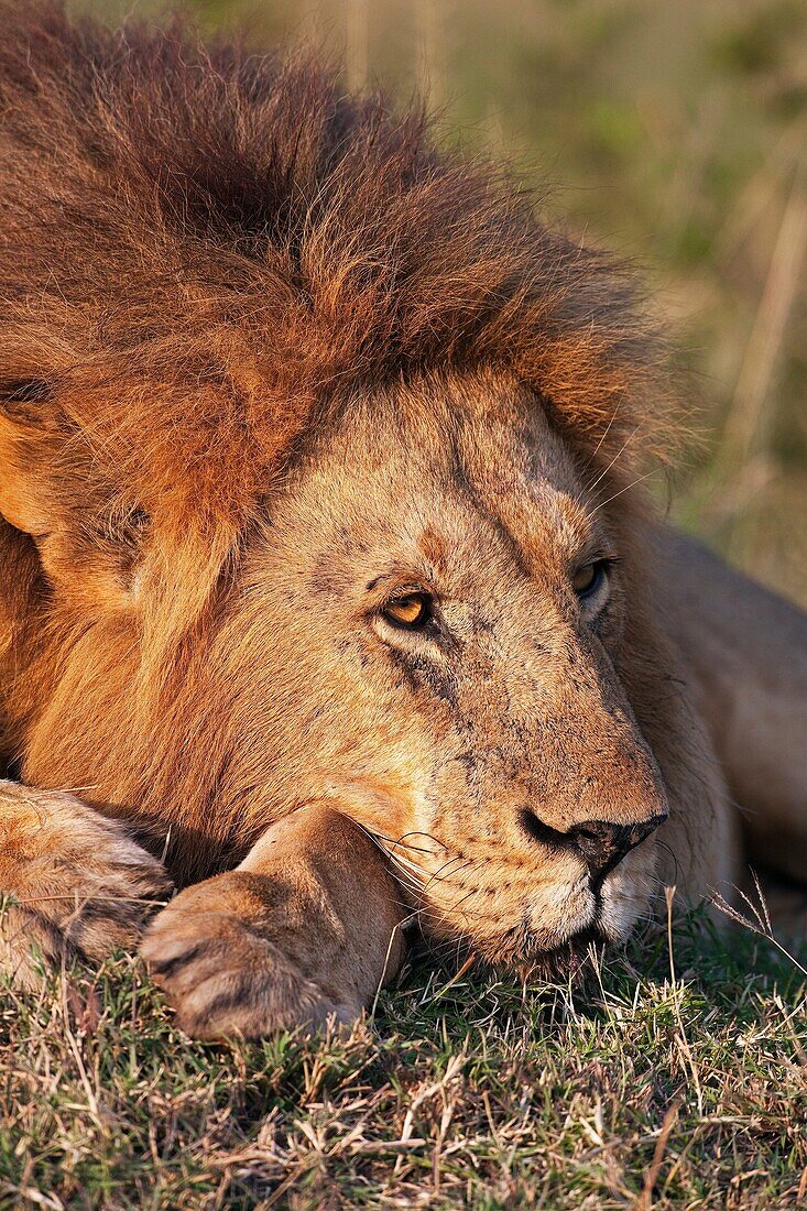 Lion male resting - portrait Panthera leo  Maasai Mara National Reserve, Kenya  August 2009