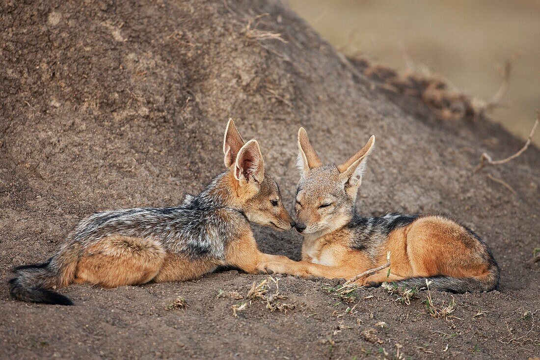 Black-backed jackal pups 6-9 months old resting at entrance to the den Canis mesomelas  Maasai Mara National Reserve, Kenya  August 2009