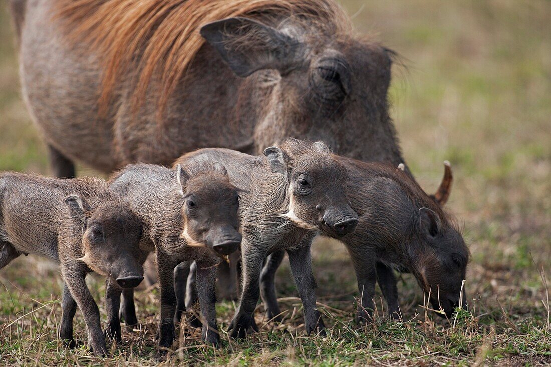 Warthog female feeding with hoglets Phacochoerus africanus  Maasai Mara National Reserve, Kenya  October 2009