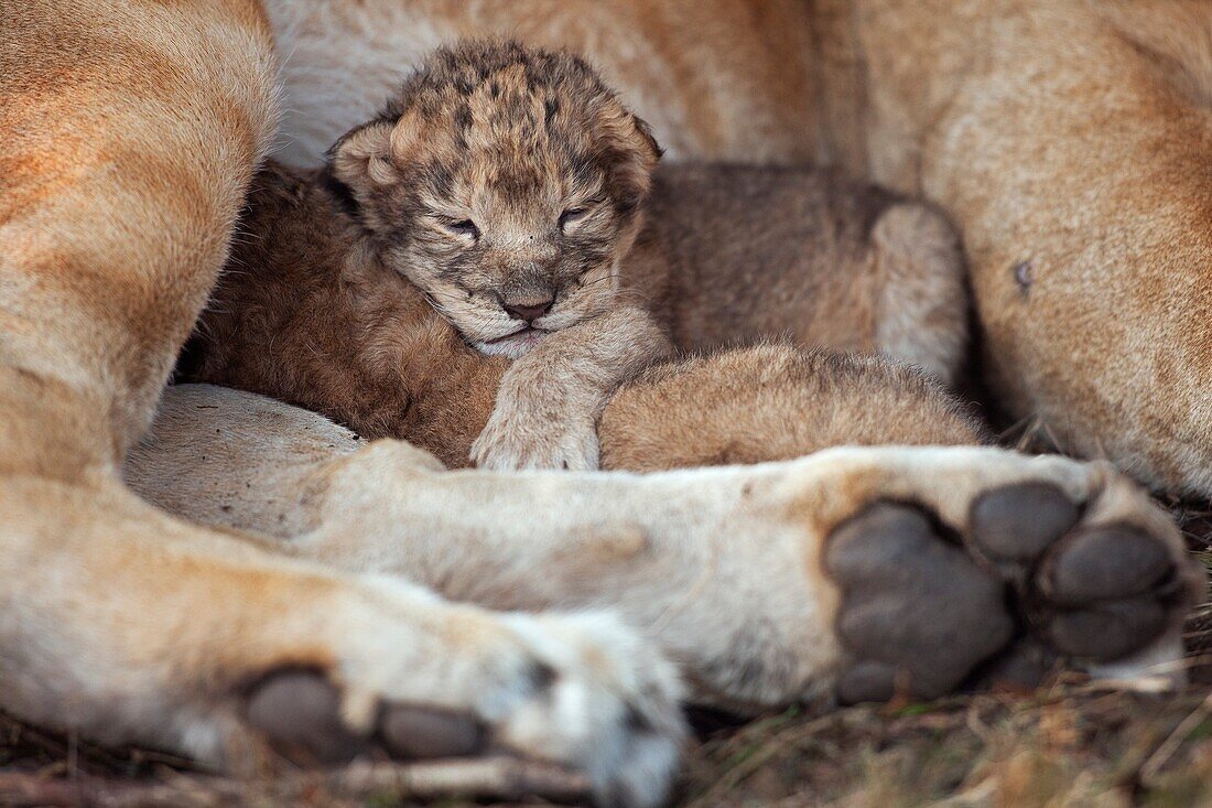 Lion cub aged less than 2 days old with it´s mother Panthera leo  Maasai Mara National Reserve, Kenya  September 2009