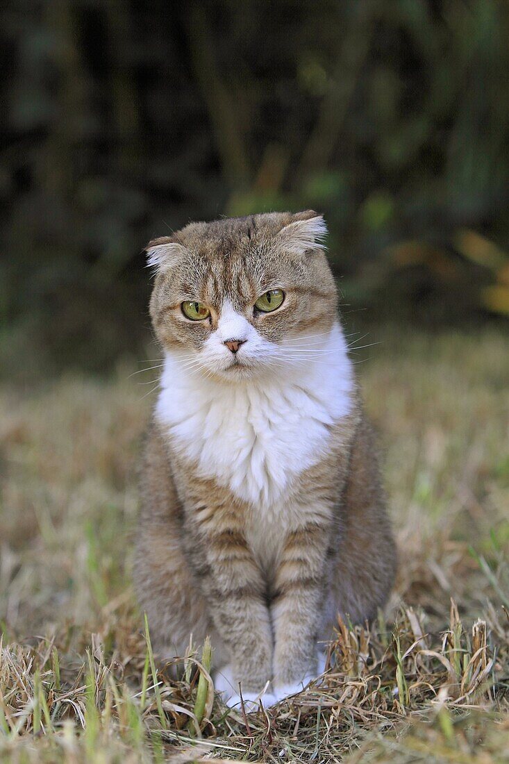 Scottish Fold  Single fold  Felis silvestris catus.