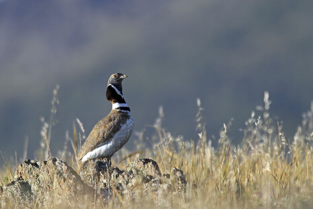 Little Bustard Display Tetrax tetrax  Order: Gruiformes Family: Otidae.