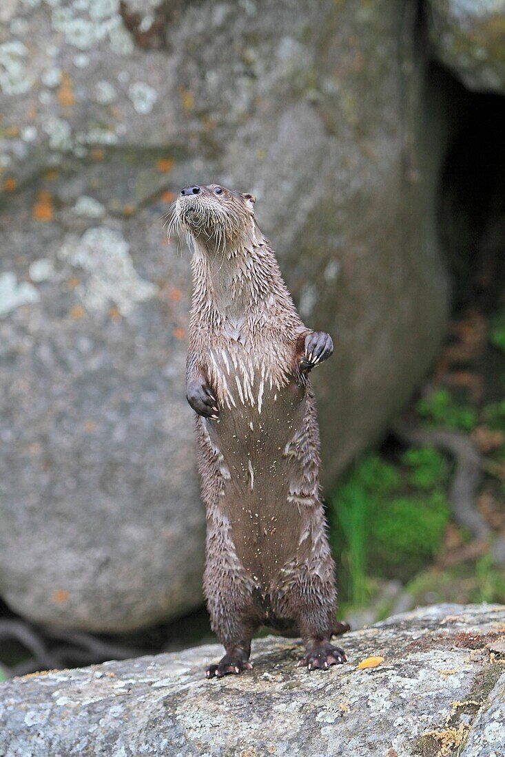 European Otter Lutra lutra order:carnivora family : mustelidae.