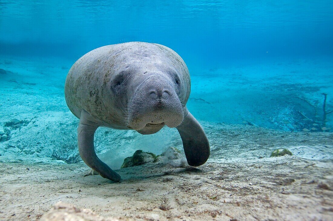 Manatee  Florida Manatee  Three Sisters Springs 3 Sisters Springs  Crystal River  Florida  United States  Trichechus manatus latirostrus  Order:Sirenia Family:Trichechidae