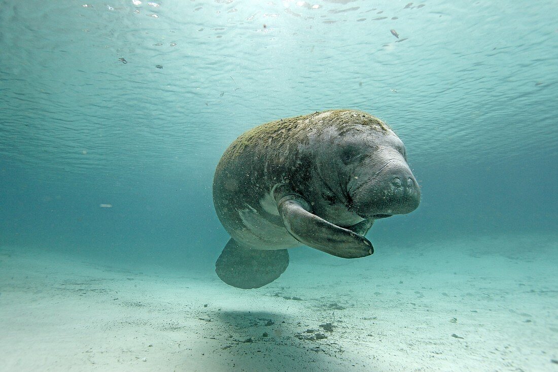 Manatee  Florida Manatee  Three Sisters Springs 3 Sisters Springs  Crystal River  Florida  United States  Trichechus manatus latirostrus  Order:Sirenia Family:Trichechidae