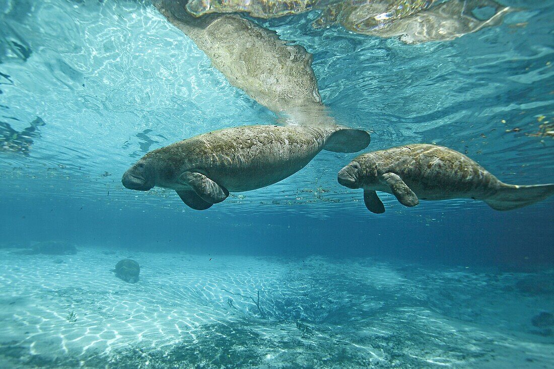 Manatee  Florida Manatee  Three Sisters Springs 3 Sisters Springs  Crystal River  Florida  United States  Trichechus manatus latirostrus  Order:Sirenia Family:Trichechidae