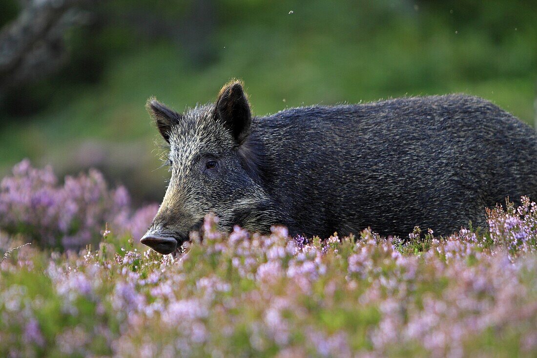 Wild Boar   Sus scrofa  family, suidae  order : artiodactyla.