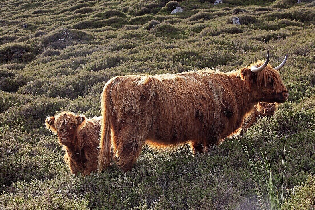 Highland cattle  Scotland.