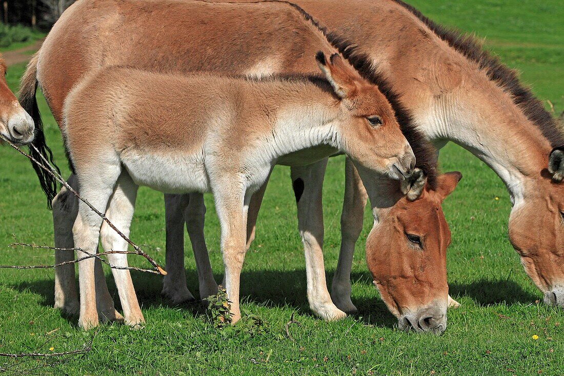KIANG or Tibetan wild ass Equus kiang  Order: Perissodactyla Family: Equidae.